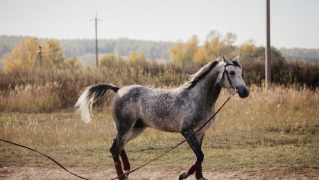 Арабские скакуны