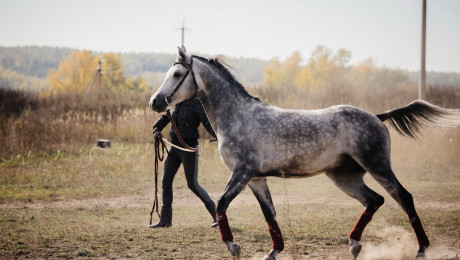 Арабские скакуны